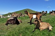 38 Capre orobiche in siesta mattutina con vista in Linzone